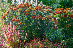 Herbstchrysantheme (Chrysanthemum), Sonnenbraut (Helenium), japanisches Blutgras 'Red Baron', Sternmoos, Hornnarbe