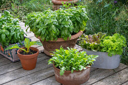 Basil, endive, rocket, batavia lettuce, chard 'Bright Lights' in pots