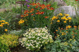 Mädchenauge (Coreopsis), Frauenmantel, Sonnenauge (Heliopsis), Zinnie (Zinnia), Abelia 'Kaleidoscope' und Mutterkraut (Tanacetum Parthenium) im Beet