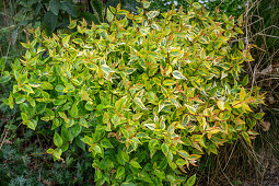 Abelie 'Kaleidoscope' (Abelia) im Gartenbeet