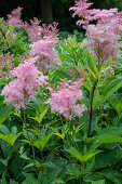 Rotes Mädesüßkraut (Filipendula rubra) 'Venusta' im Garten