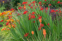 Garten Montbretie 'Luzifer' (Crocosmia), Fackellilie (Kniphofia), Taglilie 'Burning Daylight' (Hemerocallis),