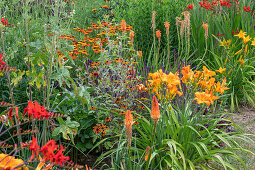 Garten Montbretie 'Luzifer' (Crocosmia), Fackellilie (Kniphofia), Taglilie 'Burning Daylight' (Hemerocallis), Sonnenbraut (Helenium), Ziersalbei, Stockrose im Beet