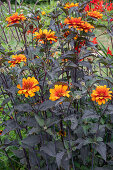 Sonnenauge 'Bleeding Hearts' (Heliopsis), orange blühend im Beet