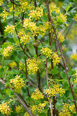 Golden currant (Ribes aureum), currant bush yellow flowering