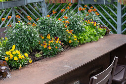 Gartentisch mit Pflanzrinne mit Hornveilchen (Viola Cornuta), Goldlack (Erysimum cheiri) und Kopfsalat