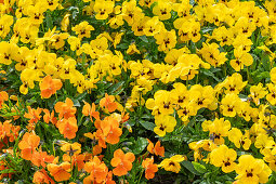 Horned violet (Viola cornuta) in a bed