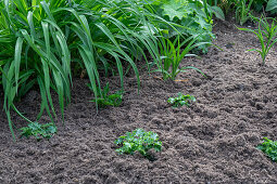 Bed with young purple bell plant (Heuchera) mulched with fine wood mulch