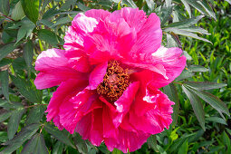 Strauchpfingstrose (Paeonia) 'Higurashi' im Garten, Portrait