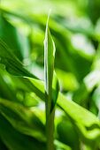 Leaves of Japanese ginger (Zingiber mioga) in the garden