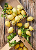 Boxes of fresh organic lemons