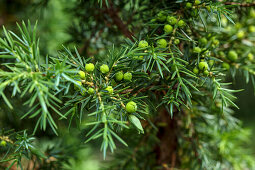 Young juniper bush with green berries on the branch