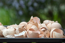 Broken eggshells on a grey tray