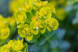 Flowering spurge (Euphorbia myrsinites)