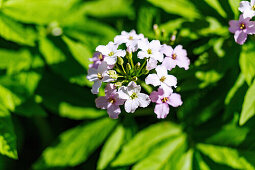 blühender Finger-Zahnwurz (Cardamine pentaphyllos)