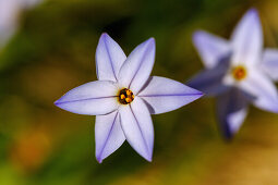 Uniflorous spring starflower (Ipheion uniflorum, starflower)