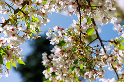 Flowering dwarf cherry (Prunus lannesiana E. H. Wilson var. speciosa)