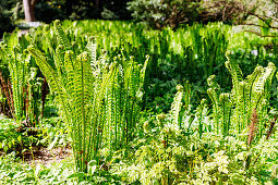 Borstiger Schildfarn (Polystichum setiferum), Grannen-Schildfarn, Farnwedel beim Ausrollen im Garten