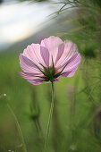 Rosa Schmuckkörbchen, Cosmee (Cosmos bipinnatus), Cosmeablüte, Portrait