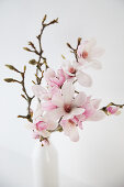 Magnolia branch in white vase in front of white wall