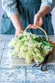 Frische Holunderblüten im Korb