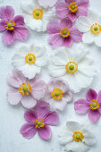 Flowers of the autumn anemone (Anemone hupehensis) on a light background