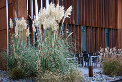 Pflanzung mit Pampasgras (Cortaderia selloana) vor moderner Fassade im Herbst