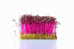 Amaranth-Sprossen (Microgreens) auf Pflanzsubstrat