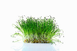 Chive sprouts (microgreens) on planting substrate