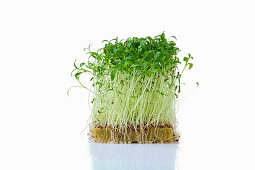 Koriandersprossen (Microgreens) auf Pflanzsubstrat