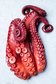 Frischer Oktopus