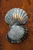 Two scallops on a rustic background