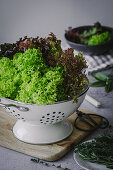 Lollo Rosso leaf salad in a colander with herbs