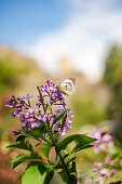 Fliederbusch (Syringa) mit Schmetterling im sonnigen Garten