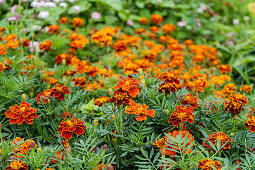 Rote Studentenblume, Tagetes (Tagetes) im herbstlichen Garten