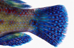 Wrasse tail