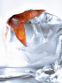 Fish in ice