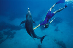 Delfin mit Trainer, Roatan, Islas de la Bahia, Hunduras, Karibik