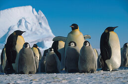 Emperor penguin with chicks, Antarctica
