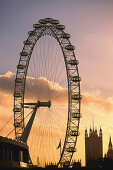 London Eye and Westminster Palace at dusk, London, England, Great Britain, Europe