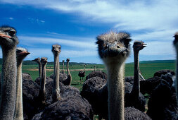 Straussenfarm, Oudtshoorn Suedafrika