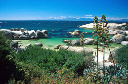 Boulder Beach, Simonstown, Kapstadt Suedafrika