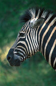 Zebra, Hluhluwe Umfolozi NP, Umfolozi River Suedafrika
