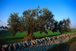 Olivenbäume, Alberobello, Apulien, Italien