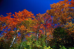 Autumnal trees under blue sky, New England, USA, America