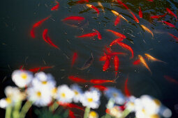 Teich mit Goldfischen, Finca-Hotel de Reis, Soller Mallorca, Spanien