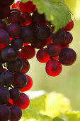 Bunch of grapes, Wine vine