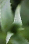 Aloe plant, Plant Nature Health Wellness