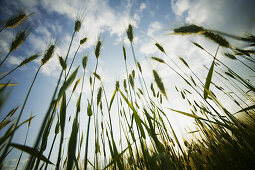 Corn-field with sky, Nature Freedom Wellness