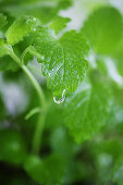 Plant with water-drop, Plant with water-drop, Herbs with water drop, Nature Health Wellness